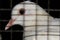 Close view of beautiful white feathered domestic pigeon with glowing eye and beak under a prison in a night in India.