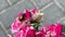 Close view of a beetle climbing a blooming rose