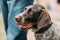Close View Of Black German Wirehaired Pointer Dog