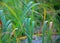 CLOSE VIEW OF BLADES OF GREEN GRASS