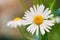 Close View Of Blooming Garden Decorative Flowers, White Chamomile