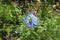 Close view of blue flower of Nigella damascena in June
