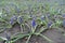 Close view of blue flowers of Armenian grape hyacinths