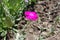 Close view of bright magenta-colored flower of Silene coronaria in June