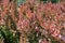 Close view of bright red foliage of Berberis thunbergii atropurpurea in June