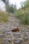 Close view of a brow slug crossing the path