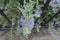 Close view of buds and flowers of Caryopteris clandonensis