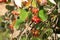 Close view of cluster of berries of greak whitebeam Sorbus graeca