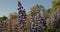 Close view of cluster of blooming lupine flowers on shore of levee