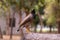 Close view of common Myna sitting on the edge of the stone. Wildlife birds