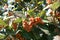 Close view of corymb of berries of Sorbus aria