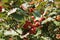 Close view of corymb of orange berries of Sorbus aria