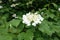 Close view of corymb of white flowers of Viburnum opulus in May