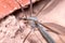 Close view of a Crane fly, Tipulidae, posed on a brick wall