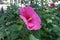 Close view of crimson flower of Hibiscus moscheutos