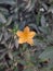 Close view of a crossandra infundibuliformis or firecracker flower or crossandra flower