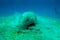 Close view on cute and amazing dugong.Underwater shot. A diver in flippers and mask looking on quite rare ocean animal