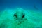 Close view on cute and amazing dugong.Underwater shot. A diver in flippers and mask looking on quite rare ocean animal