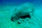 Close view on cute and amazing dugong.Underwater shot. Looking on quite rare ocean animal who eating seagrass underwater