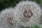 A close view of dandelions