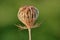 Close View of Dead Queen Anne`s Lace