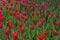 Close view of densely planted crimson red tulips