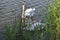 Close view of ducks with ducklings