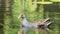 Close view Dusky Moorhen, Gallinula tenebrosa