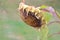 Close View of Dying Sunflower