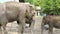 Close View of an Elephant Family