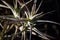 CLOSE VIEW OF AN EPIPHYTE PLANT IN SUNLIGHT