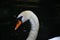 CLOSE VIEW OF FACE AND ARCHED NECK OF WHITE SWAN