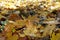 Close view of fallen leaves of maple on the ground in October