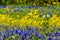 Close View of a Field Blanketed with the Famous Texas Bluebonnet and Other Assorted Wildflowers