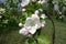 Close view of flower and buds of apple in April