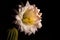 Close view of a flower of Echinopsis eyriesii