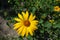 Close view of flower of Heliopsis helianthoides