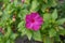 Close view of flower of Mirabilis jalapa