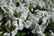 Close view of flowering white petunias