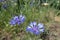 Close view of flowers of Centaurea cyanus