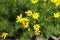 Close view of flowers of Coreopsis verticillata