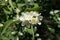 Close view of flowers of Philadelphus coronarius