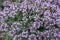 Close view of flowers of Thymus praecox