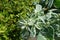 Close view of flowers of variegated spurge in mid August