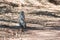 Close view of a fluffy ground squirrel at Etosha National Park