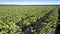 Close view flycam films commercial potato bushes on field