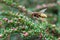 Close view of flying european hornet