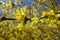 Close view of forsythia branch with yellow flowers
