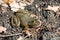 Close view frog rana esculenta sitting on natural ground