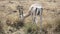 close view of a gazelle feeding at ngorongoro crater